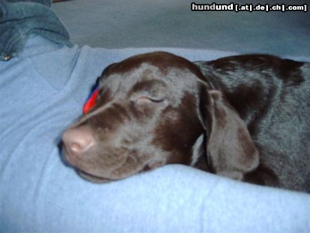 Labrador Retriever Schönheitsschlaf