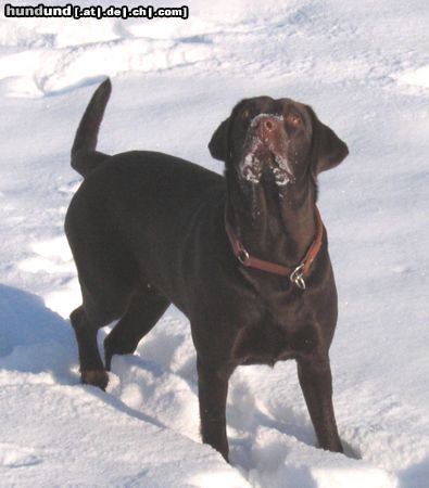 Labrador Retriever Hunde Foto 18162 in höherer Auflösung ansehen Labrador Retriever ...ein Fasan?