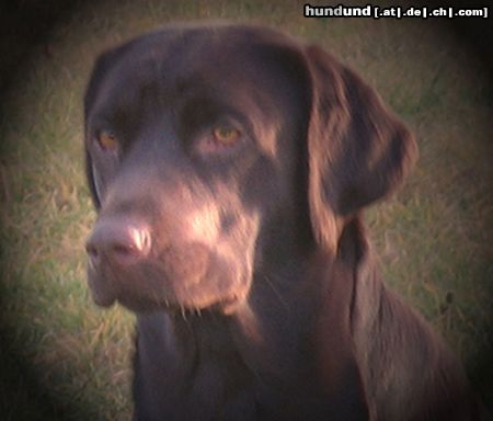 Labrador Retriever Hunde Foto 19925 in höherer Auflösung ansehen Labrador Retriever