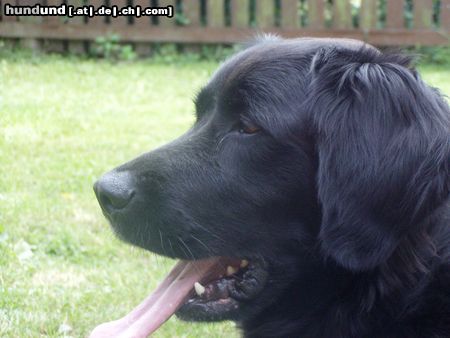 Labrador Retriever Hunde Foto 25025 Labrador Retriever Gäääähn...