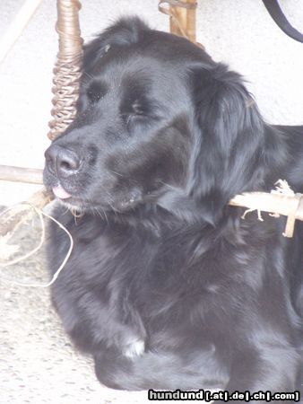 Labrador Retriever Hunde Foto 24005 Labrador Retriever Mandy beim Entspannen