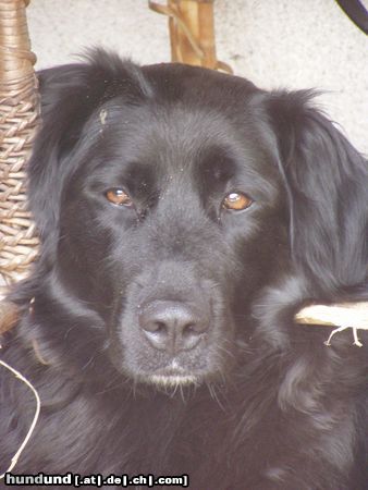 Labrador Retriever Hunde Foto 24006 Labrador Retriever Mandy
