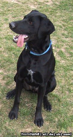 Labrador Retriever Labi-Mix Knoxville