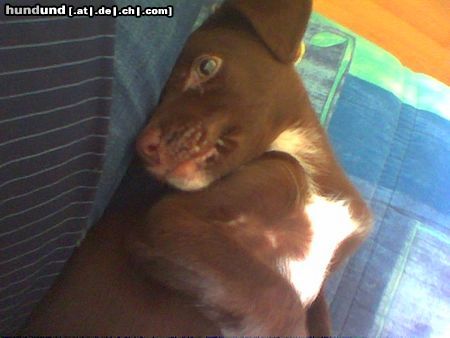 Labrador Retriever Hunde Foto 8712 Labrador Retriever bobby (labrador-mix) auf\'m sofa