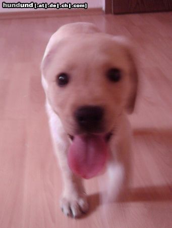 Labrador Retriever mein kleiner racker eddy <33