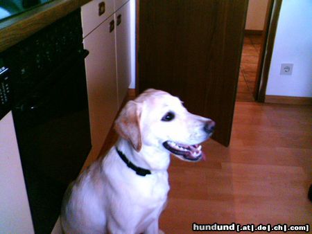 Labrador Retriever Hunde Foto 21117 Labrador Retriever Ronja