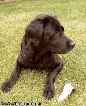 Labrador Retriever Hunde Foto 12845 Labrador Retriever unsere 10jährige Franka
