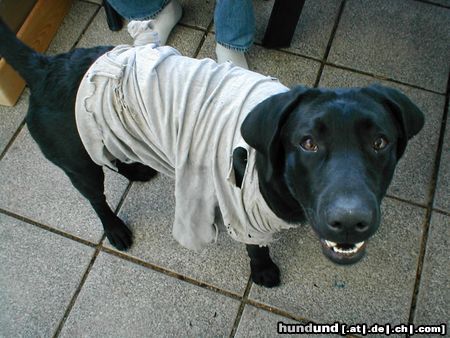Labrador Retriever Schau ich nicht hübsch aus?