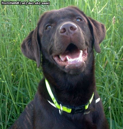 Labrador Retriever Hunde Foto 21734 in höherer Auflösung ansehen Labrador Retriever Armani Rufname: