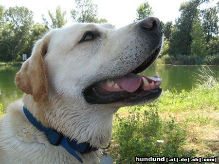 Labrador Retriever