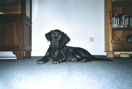 Labrador Retriever Hunde Foto 1311 Labrador Retriever Das ist Grille. sie ist 6 Monate alt und total Lieb....