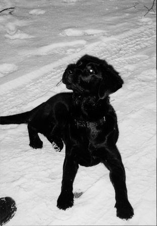 Labrador Retriever Grille 7 1/2 Monate