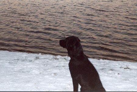 Labrador Retriever Grille 