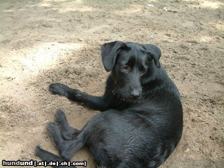 Labrador Retriever Hunde Foto 23009 Labrador Retriever Luna am Grunewaldsse in Berlin