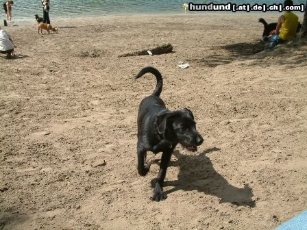 Labrador Retriever Hunde Foto 23007 Labrador Retriever Luna am Grunewaldsse in Berlin
