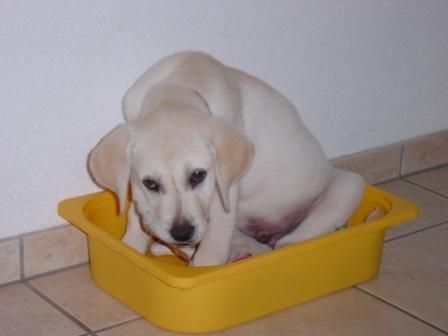 Labrador Retriever Hunde Foto 32746 in höherer Auflösung ansehen Labrador Retriever Das ist Giovanni!!