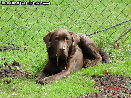 Labrador Retriever Hunde Foto 25941 Labrador Retriever Hast Du einen Jogger verschluckt