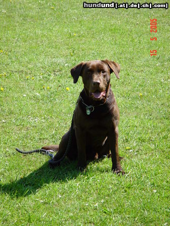 Labrador Retriever Hunde Foto 25946 Labrador Retriever