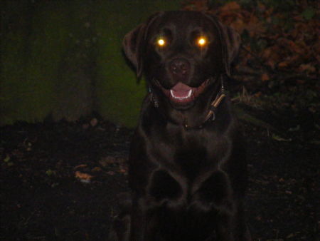 Labrador Retriever Hunde Foto 41344 Labrador Retriever der