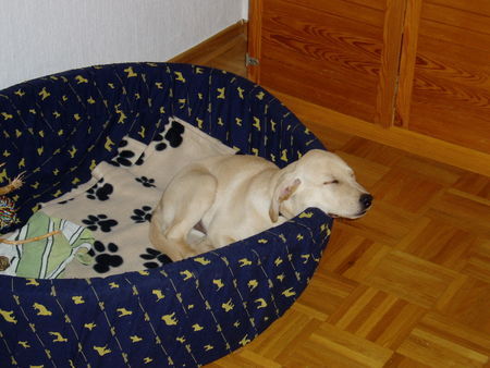 Labrador Retriever Hunde Foto 37028 Labrador Retriever Das ist Joshi (wenn es mal etwas ruhiger wird )