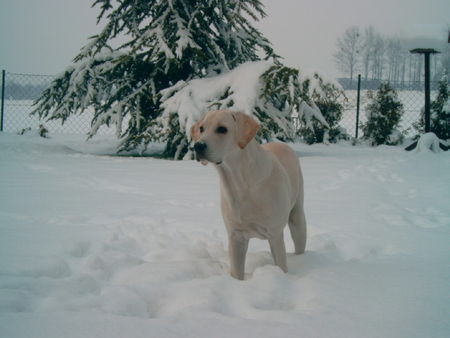 Labrador Retriever Hunde Foto 35916 Labrador Retriever