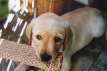 Labrador Retriever Hunde Foto 30766 in höherer Auflösung ansehen Labrador Retriever Henry mit 9 Wochen