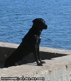 Labrador Retriever Baghira - Herrscher über die Ostsee