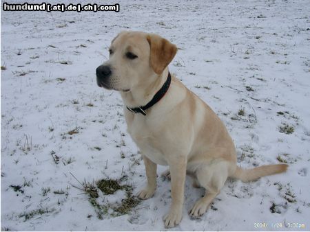 Labrador Retriever Hunde Foto 10542 Labrador Retriever Mein Hundi