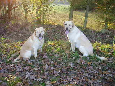 Labrador Retriever Hunde Foto 30395 Labrador Retriever Vater und Tochter