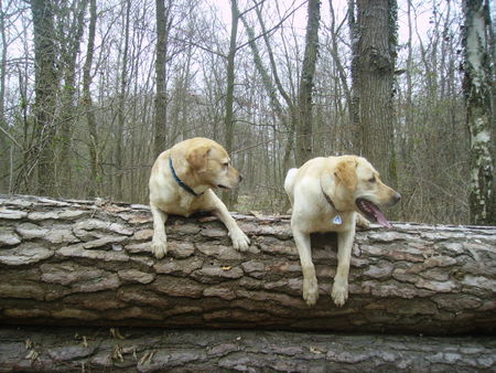 Labrador Retriever Hunde Foto 35364 Labrador Retriever So ists richtig nicht schummeln !!!