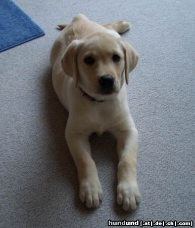 Labrador Retriever Unsere Luna