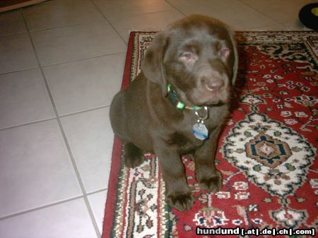 Labrador Retriever kleine Lea 9 Wochen alt