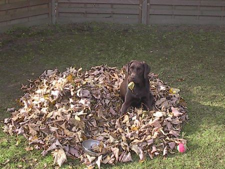 Labrador Retriever Hunde Foto 34335 in höherer Auflösung ansehen Labrador Retriever Murphy