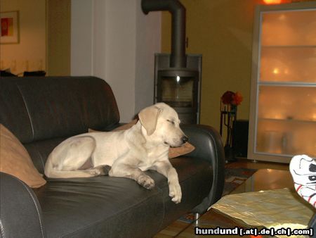 Labrador Retriever Hunde Foto 9366 Labrador Retriever Eisi (ICE CUBE) im Halbschlaf