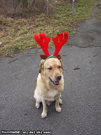Labrador Retriever Hunde Foto 23037 in höherer Auflösung ansehen Labrador Retriever Nestor der Weihnachts-Elch