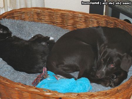 Labrador Retriever Hunde Foto 18190 in höherer Auflösung ansehen Labrador Retriever Raus du dummer Kater das ist mein Korb