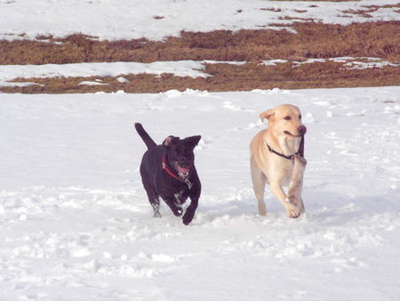 Labrador Retriever Hunde Foto 30151 in höherer Auflösung ansehen Labrador Retriever nero jit seiner Freundin Jeanny beim Dummy-Training