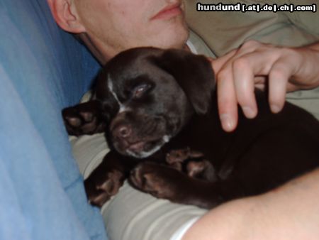 Labrador Retriever Hunde Foto 16429 in höherer Auflösung ansehen Labrador Retriever Das ist unser Balou zwar ne Fehlfarbe aber süss