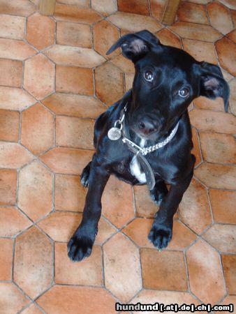 Labrador Retriever Hunde Foto 13302 Labrador Retriever Labrador/Dobermann-Mix (Sheila)