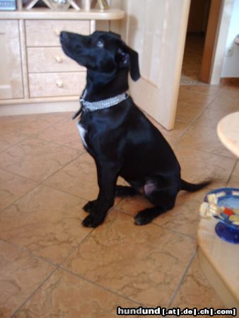 Labrador Retriever Sheila