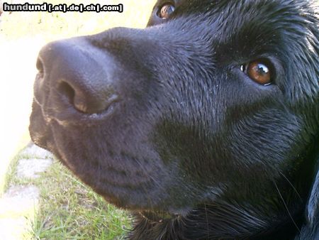 Labrador Retriever Labrador Xilko