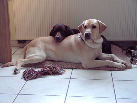 Labrador Retriever Hunde Foto 30152 in höherer Auflösung ansehen Labrador Retriever Schoko-Luna mit Nero beim schmusen