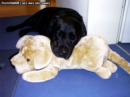 Labrador Retriever Hunde Foto 21317 in höherer Auflösung ansehen Labrador Retriever ARTHUS ( der schönste Hund auf der ganzen Welt!!!!), Kiel