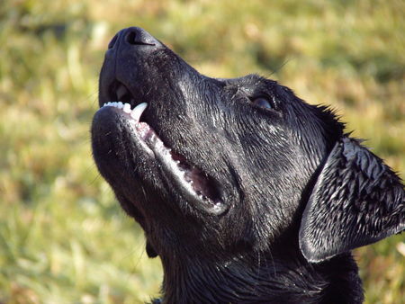 Labrador Retriever Hunde Foto 34120 in höherer Auflösung ansehen Labrador Retriever