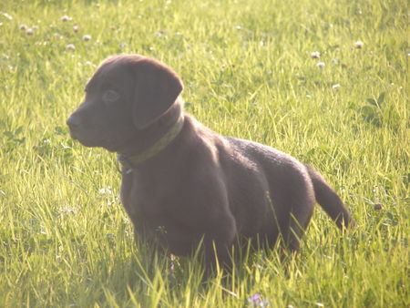Labrador Retriever Hunde Foto 33908 in höherer Auflösung ansehen Labrador Retriever Unser Apollo