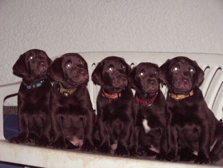 Labrador Retriever Hunde Foto 33909 in höherer Auflösung ansehen Labrador Retriever Unsere Welpen