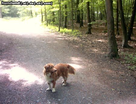 Labrador Retriever Hunde Foto 6592 Labrador Retriever Das ist ein Nova Scotia Duck Tolling Retriever