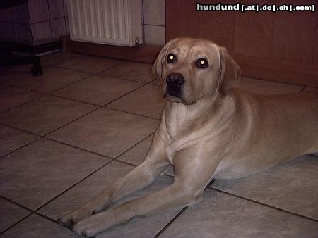 Labrador Retriever Hunde Foto 20309 in höherer Auflösung ansehen Labrador Retriever Chef Max!
