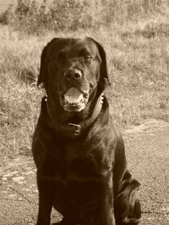 Labrador Retriever Hunde Foto 35873 in höherer Auflösung ansehen Labrador Retriever Unser * DICKER *