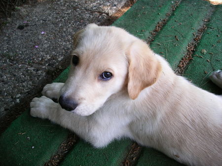 Labrador Retriever Hunde Foto 28740 in höherer Auflösung ansehen Labrador Retriever Balou, Knapp 9 Wo. Labrador-Retriever-Hovawart-Mischling